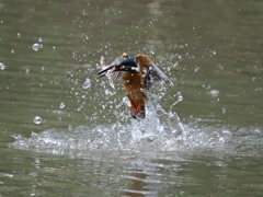 浮上 1265-2 浮上 1265-2