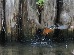 ピンボケ２ 修行不足