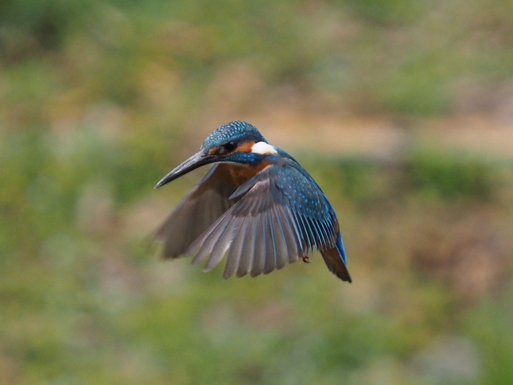 初めてホバ撮れました 200411-6