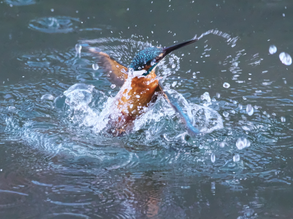 浮上 407（父親）