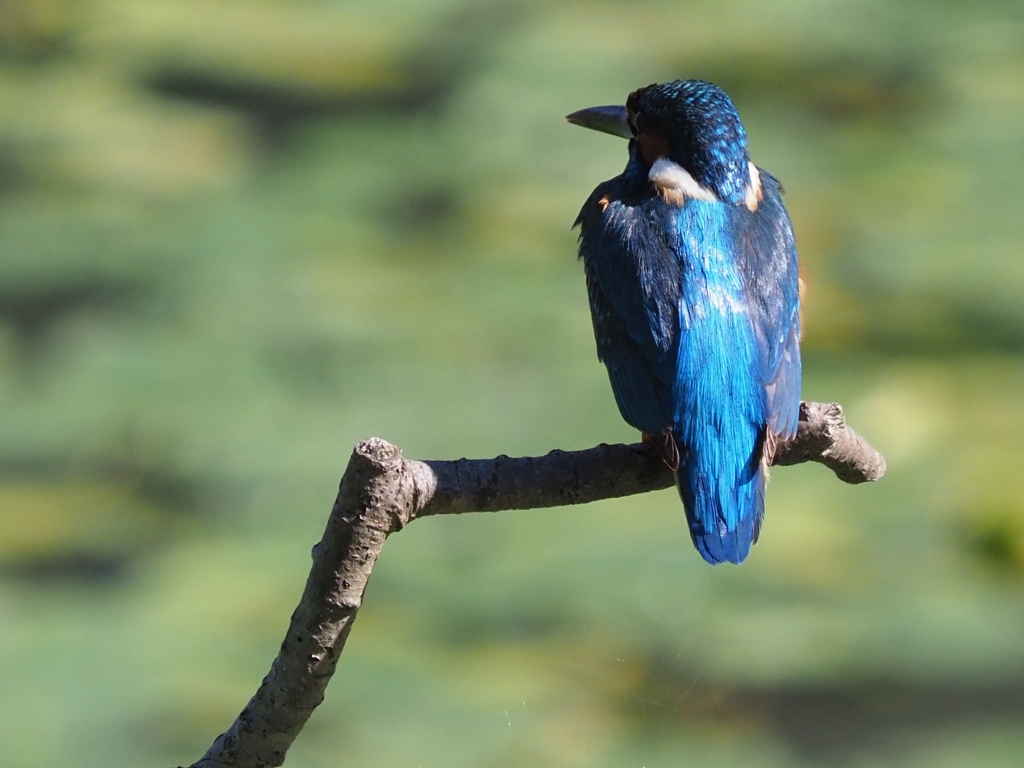 朝日を浴びて 200419-1