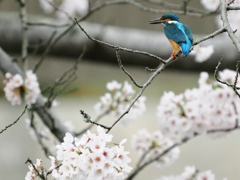 止り木 400