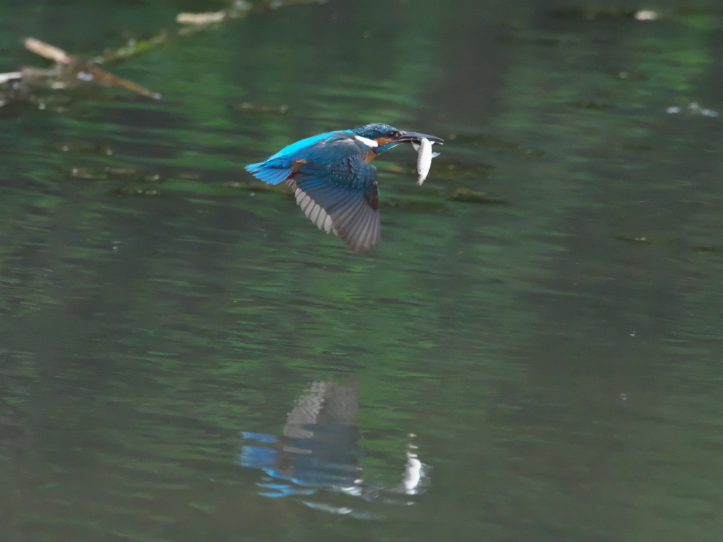 お魚獲れたよ 29-1