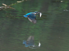 お魚獲れたよ 29-1