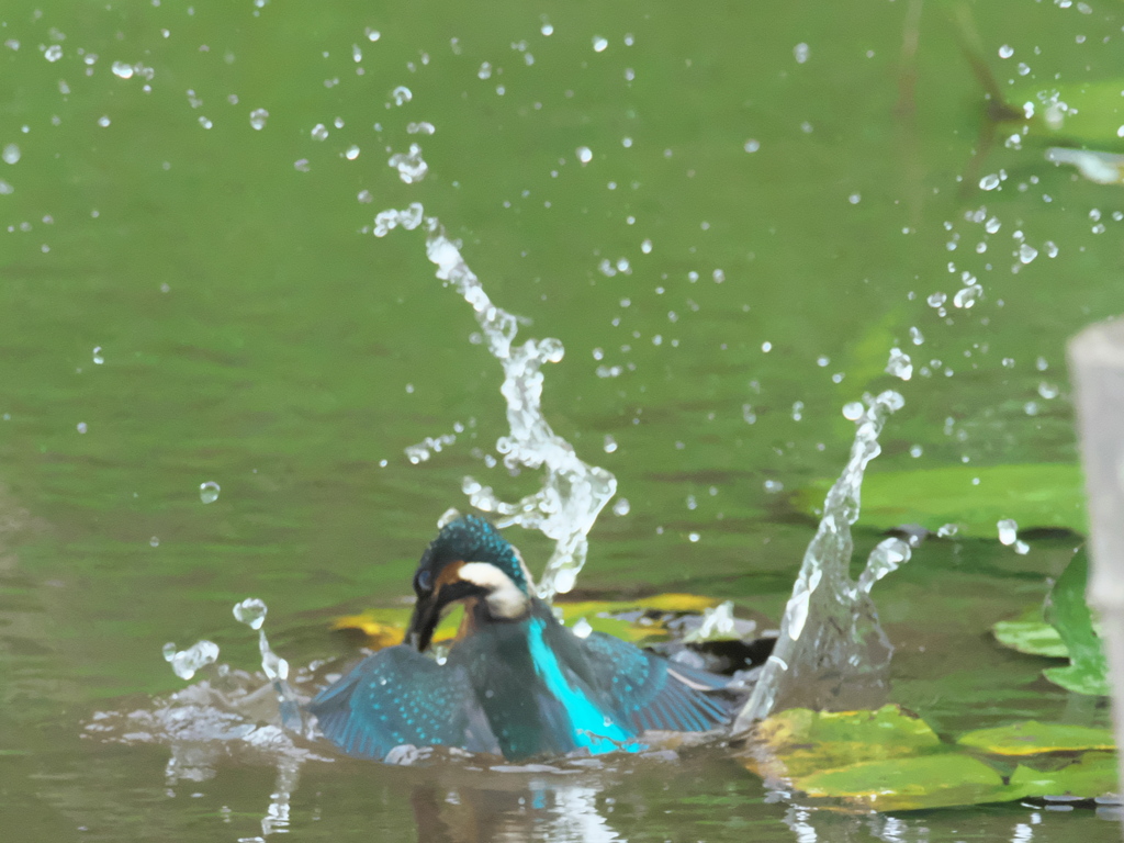 浮上 45-1（雛 エビ獲れたよ）