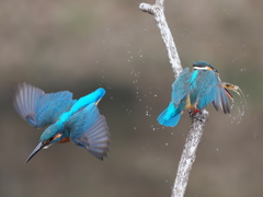 止り木 363-5（雄と雌）