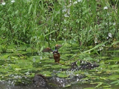 お魚採れたよ１