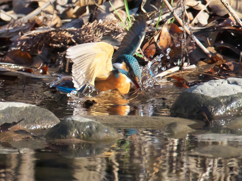 ダイブ 12（嫁候補）