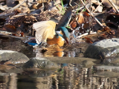 ダイブ 12（嫁候補）