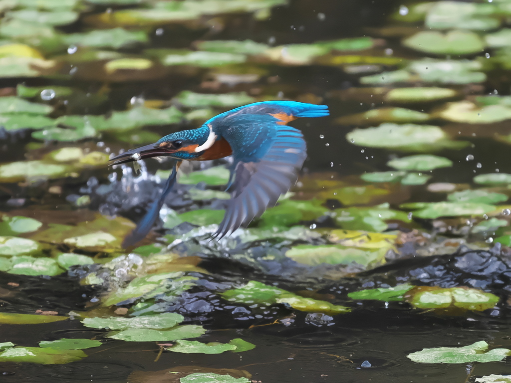 飛び込みシーケンス 37-3