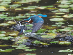 飛び込みシーケンス 37-3