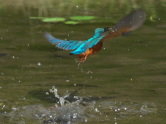 浮上 103-2（父親）