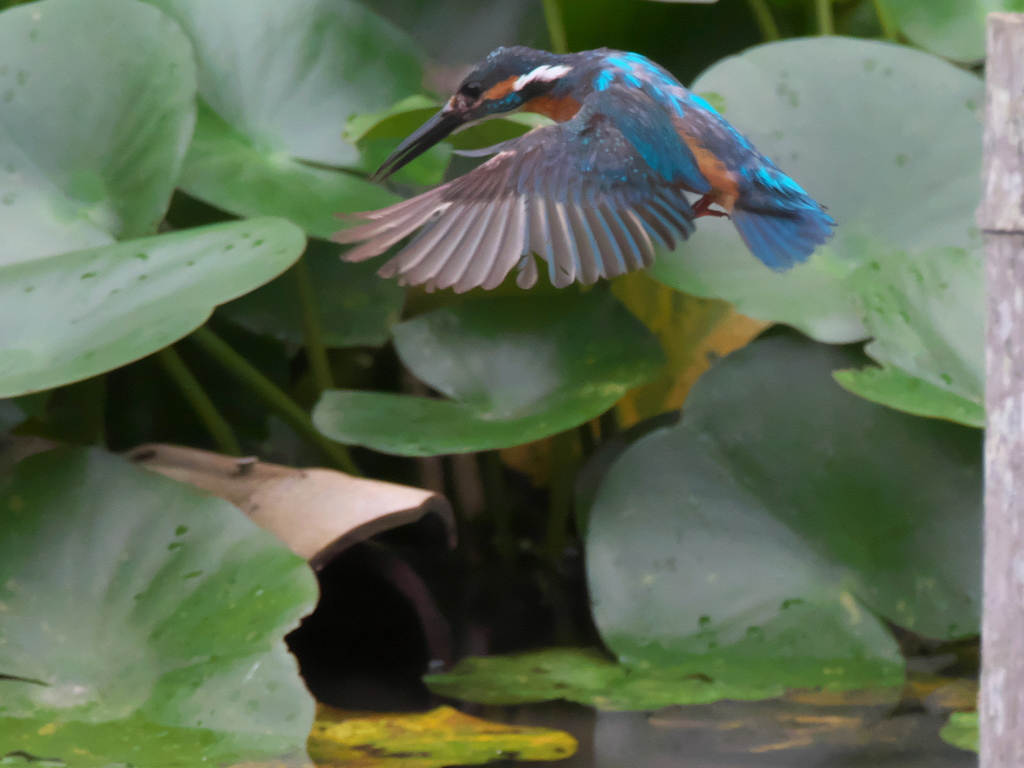 ロックオン 5（父親）