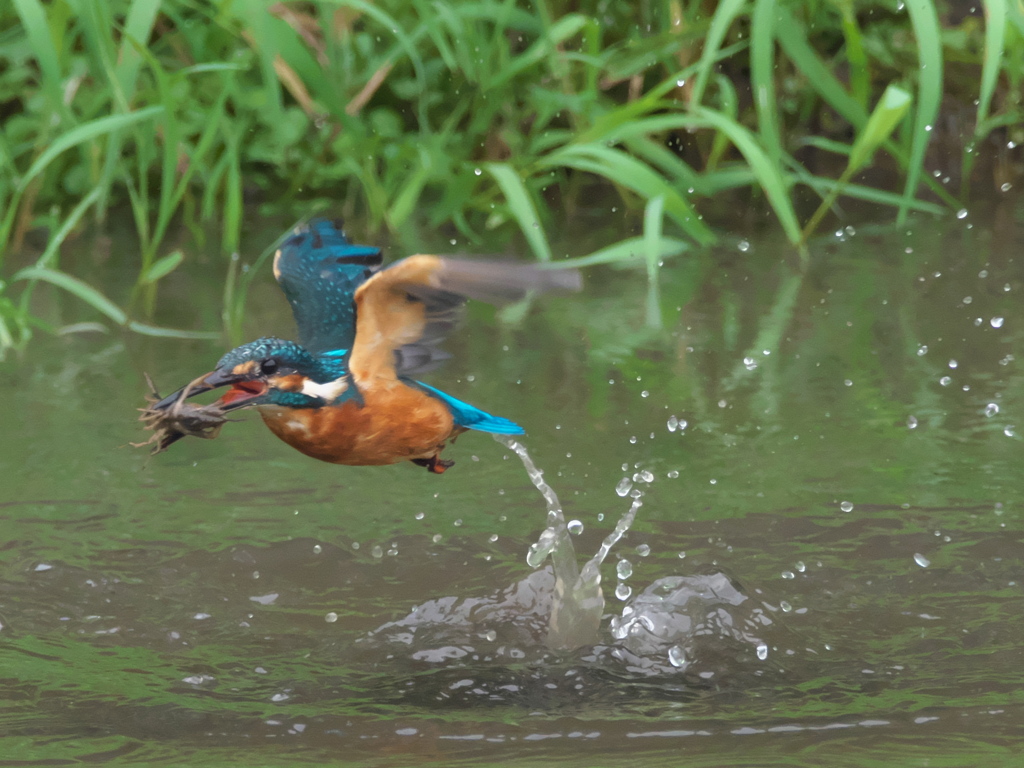 ザリガニ獲れたよ 13（父親）