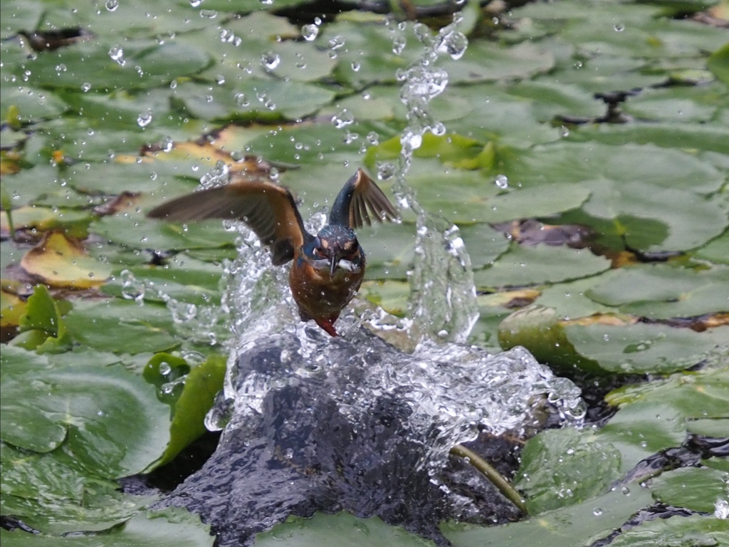 お魚採れたよ２-1