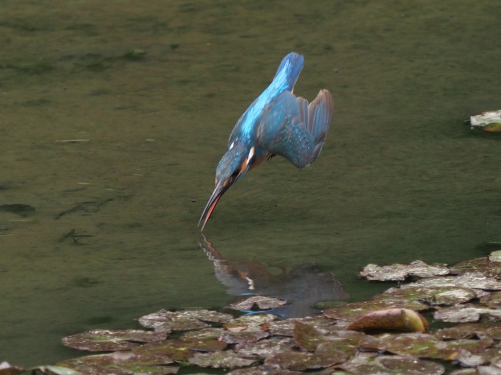 飛び込みシーケンス 1-2