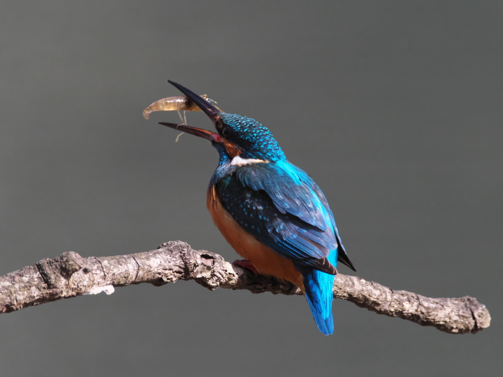 止り木 164（父親）