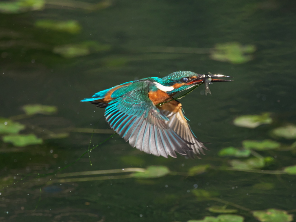 浮上 457-5（父親）