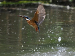 浮上 1264-2 浮上 1264-2