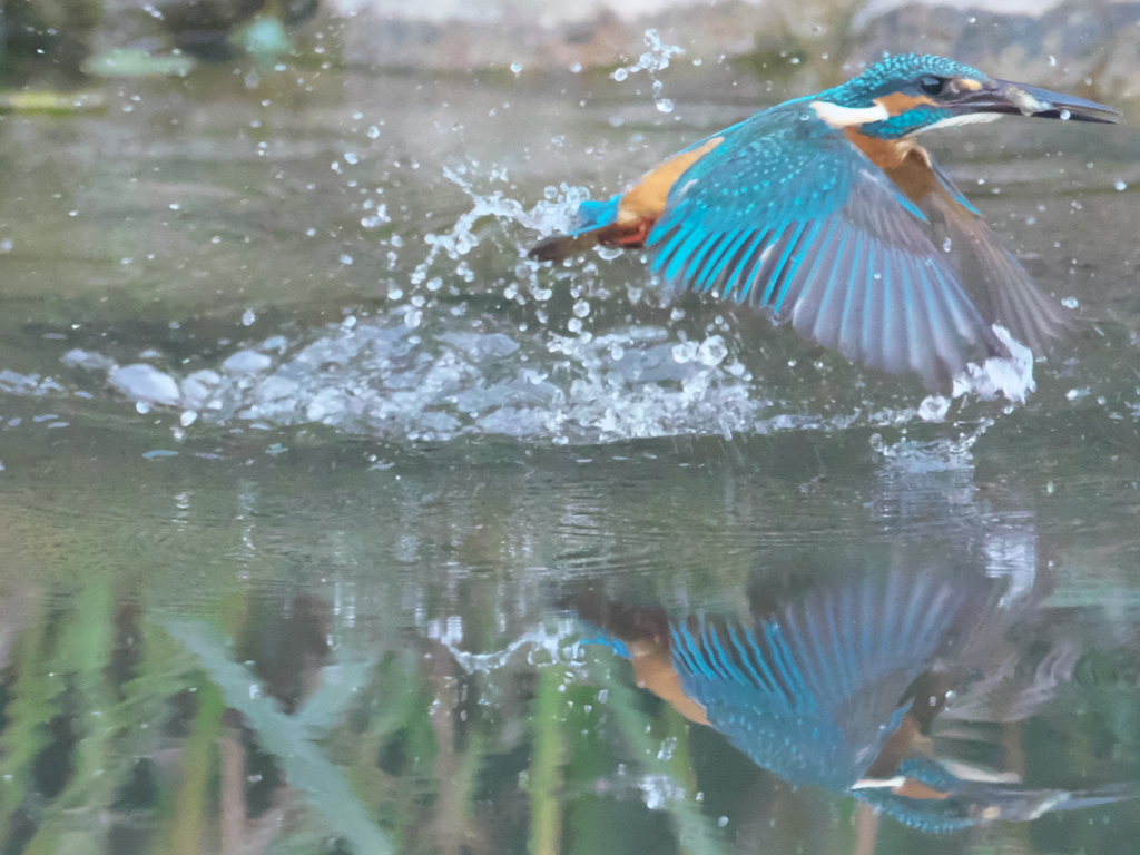 浮上 141（父親）