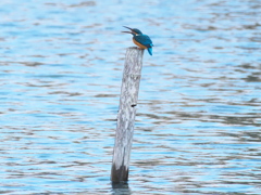 止り木 174（父親）