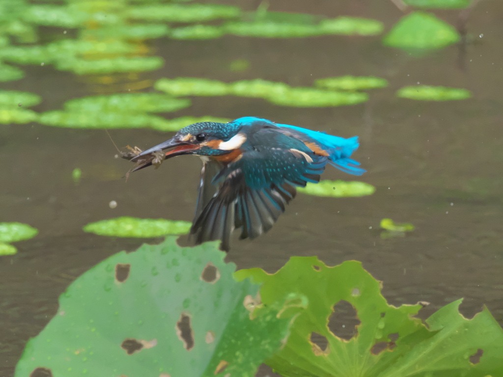 エビ獲れたよ 37-2