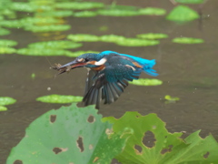 エビ獲れたよ 37-2