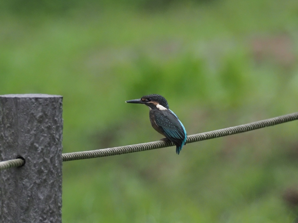 雛 3（どうやって飛び込むの？）