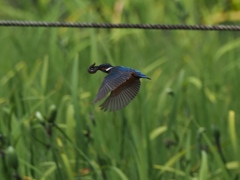 ドジョウ採れたよ 1-2