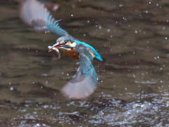 浮上 325（父親）