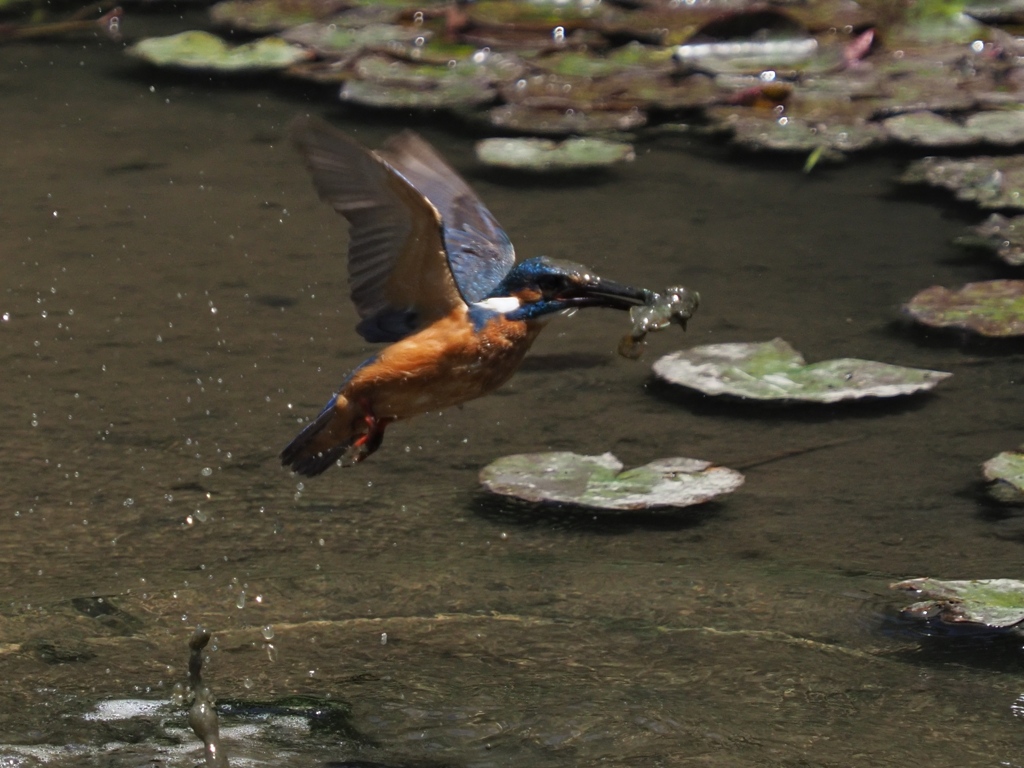 泥々シーケンス 1-6