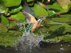 浮上 76-1（嫁候補？）