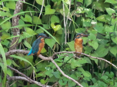 止り木 22（父親と次の嫁候補？）