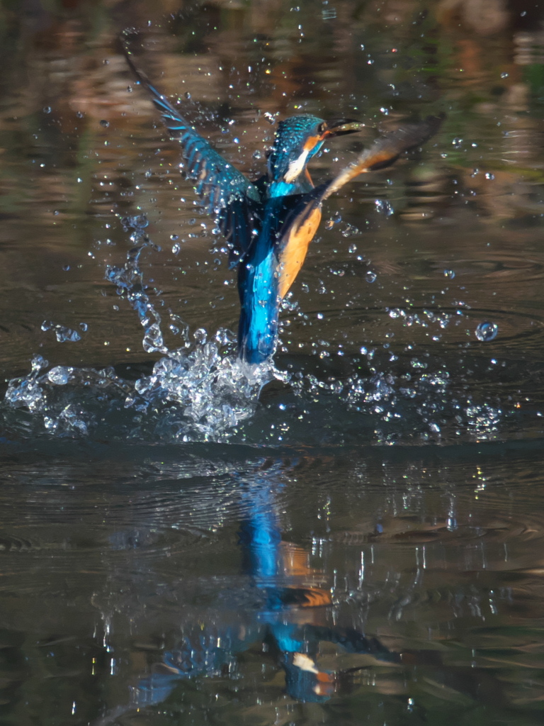 浮上 259-2（嫁候補）