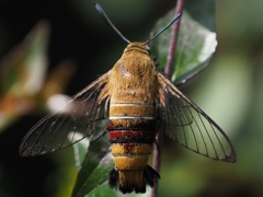 カワセミ見つからずに虫撮り 4