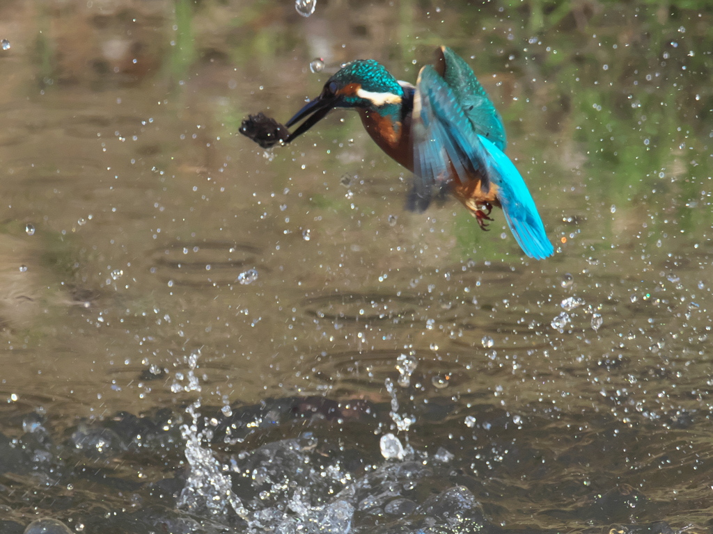 浮上 271-3（父親）