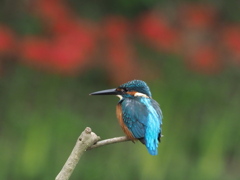 止り木 37（父親）