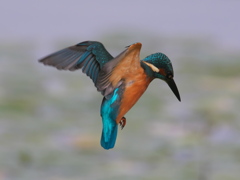 ホバ 11-2（父親）