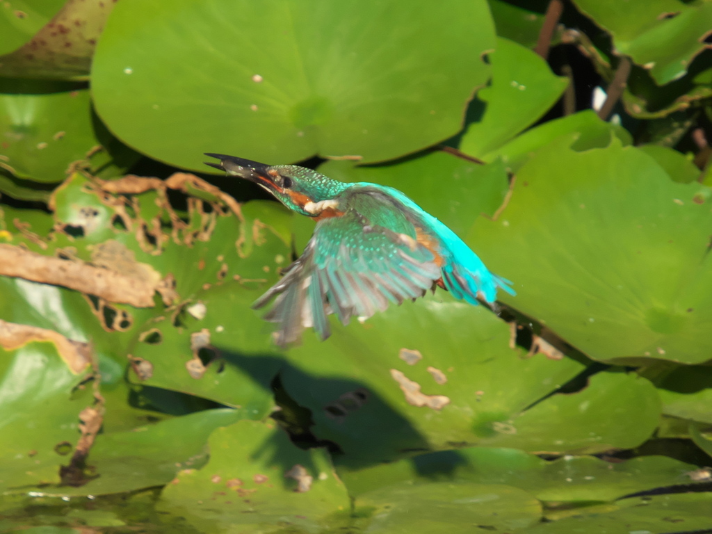 お魚獲れたよ 21