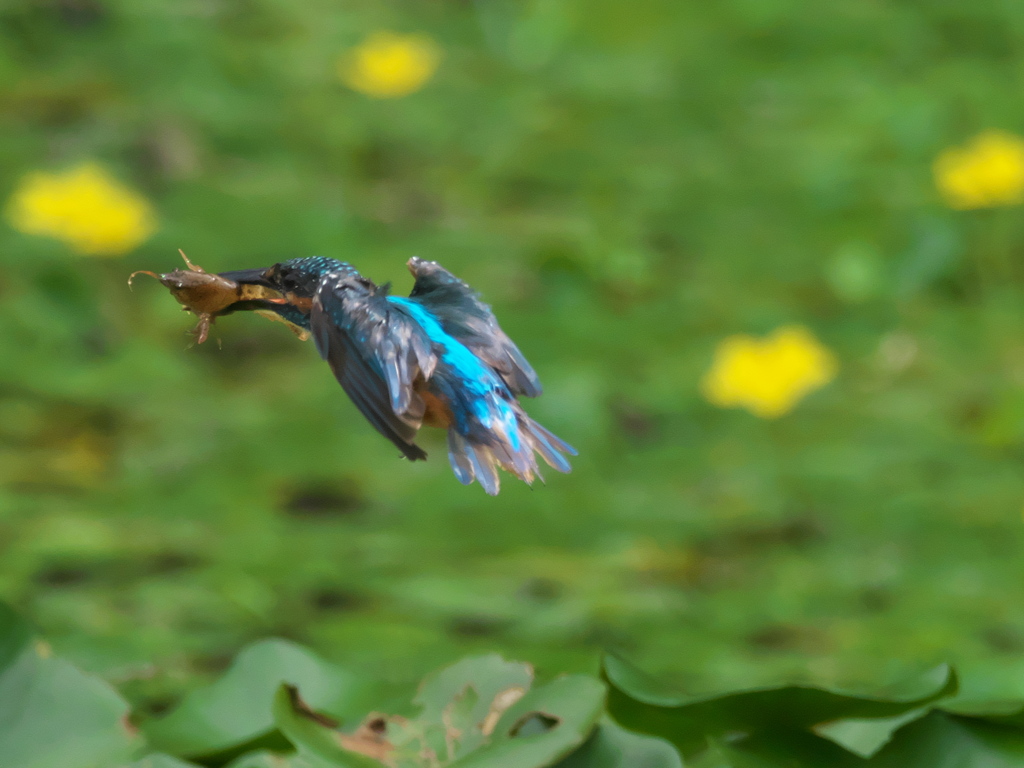 ザリガニ獲れたよ 20