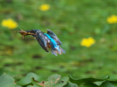 ザリガニ獲れたよ 20