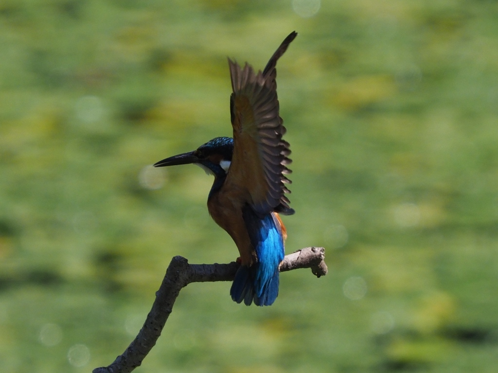 背中に陽射しを