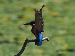 背中に陽射しを