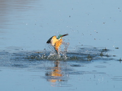 浮上 379-1（父親）