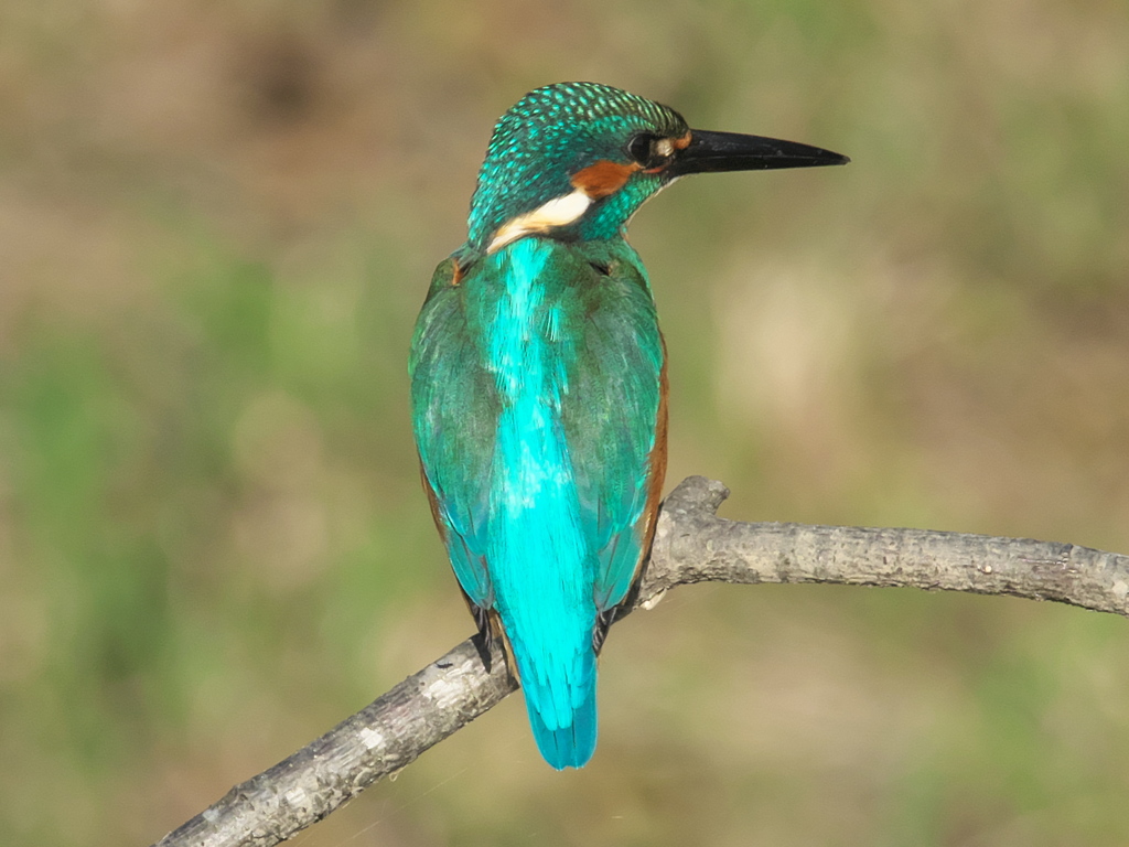 止り木 83（父親）