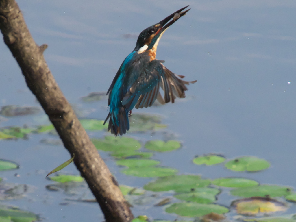 エビ獲れたよ 30（父親）