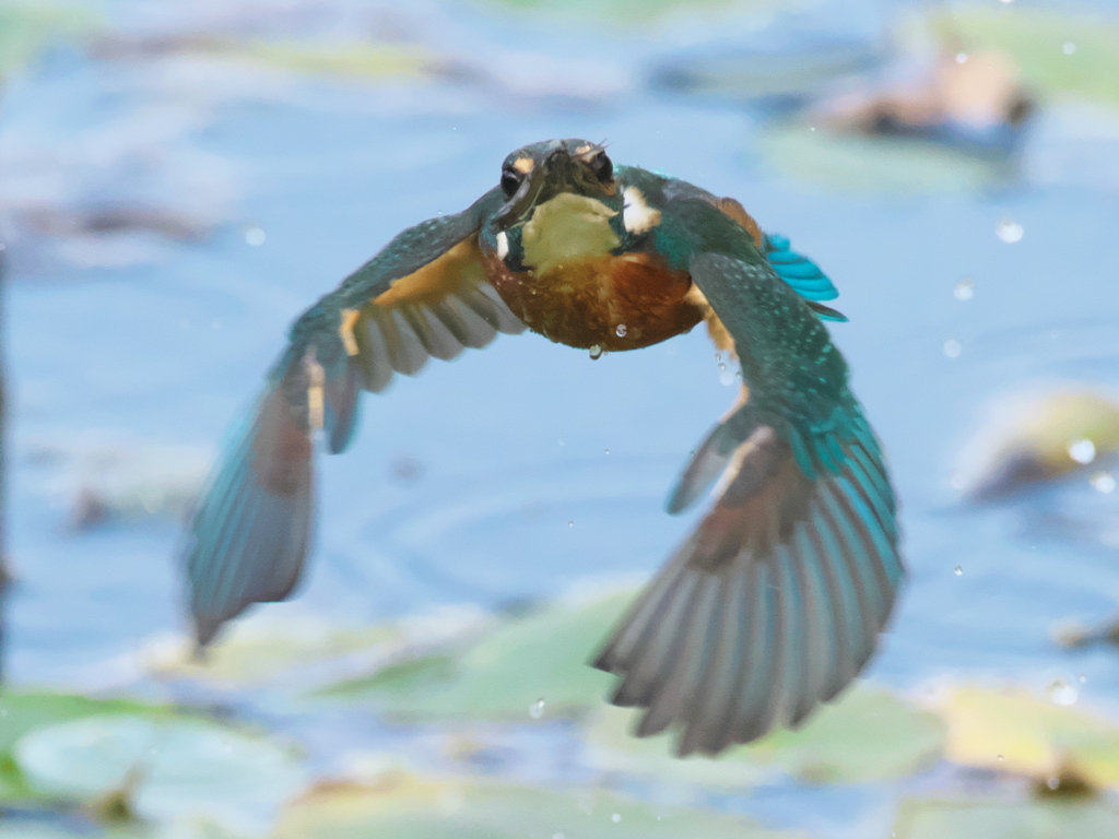 止り木へ 12（父親）