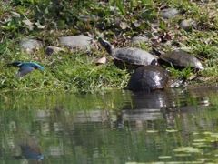 カワセミとカメ