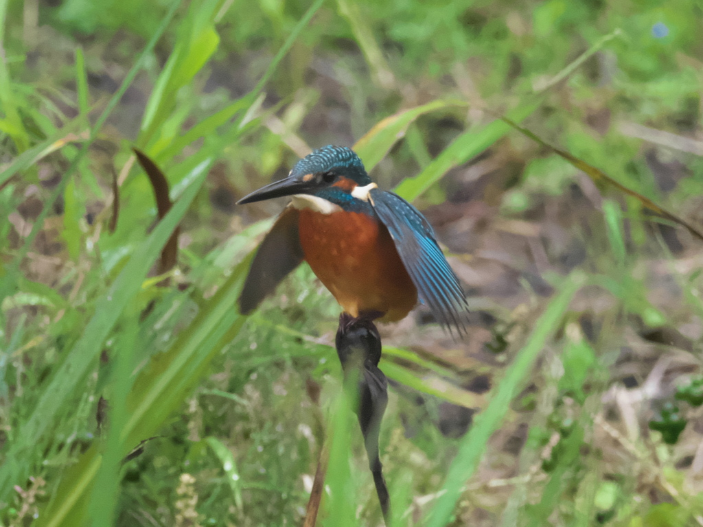 止り木 54（父親 秋雨）