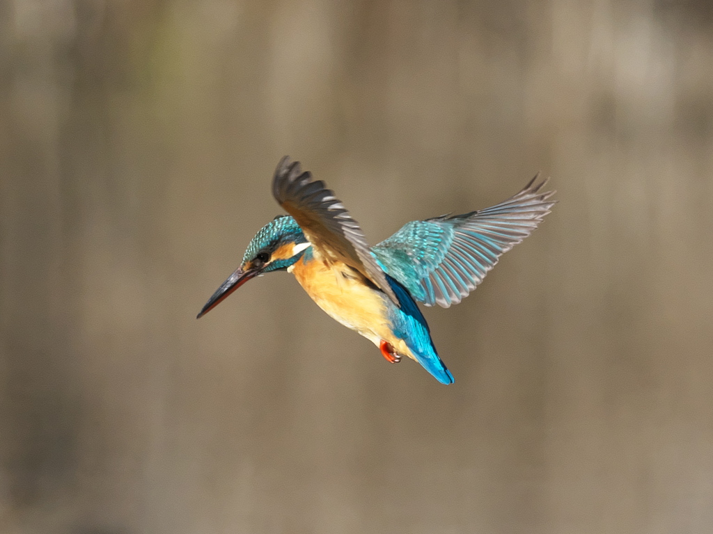 ホバ 40-2（嫁候補）